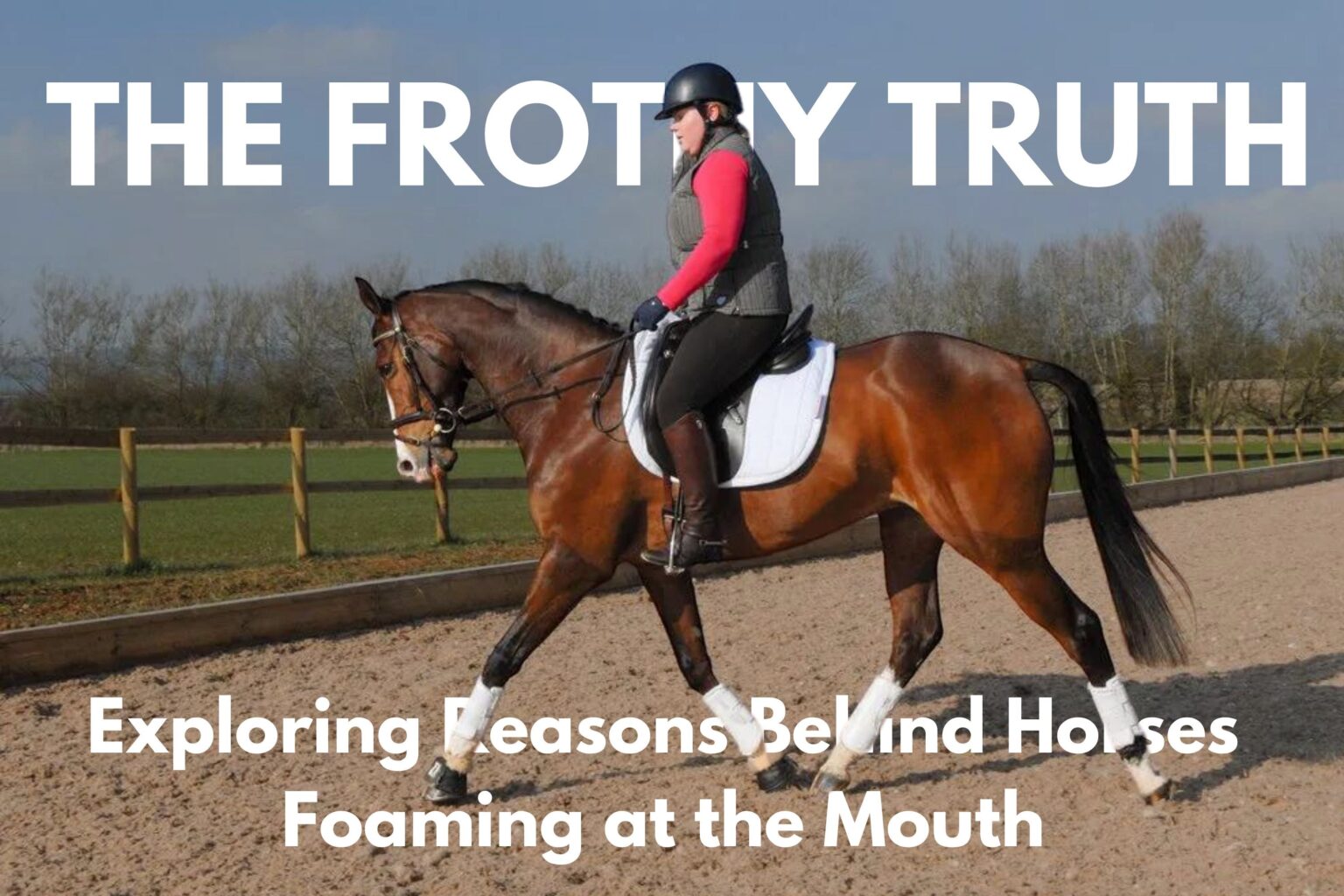 Why do horses foam at the mouth?