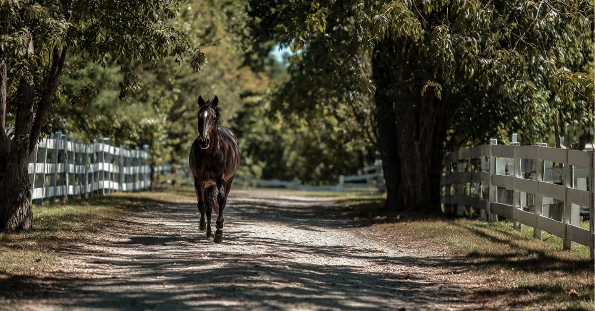 Why Did the Horse Cross the Road