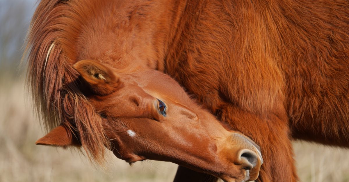 Why Do Horses Bob Their Heads