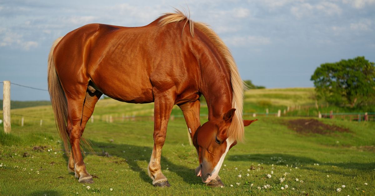 Why Do Horses Eat Poop