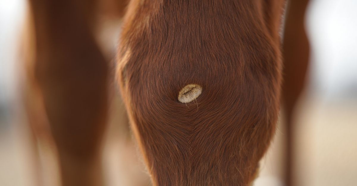 Why Do Horses Have Chestnuts