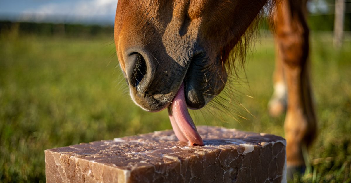Why Do Horses Lick Salt