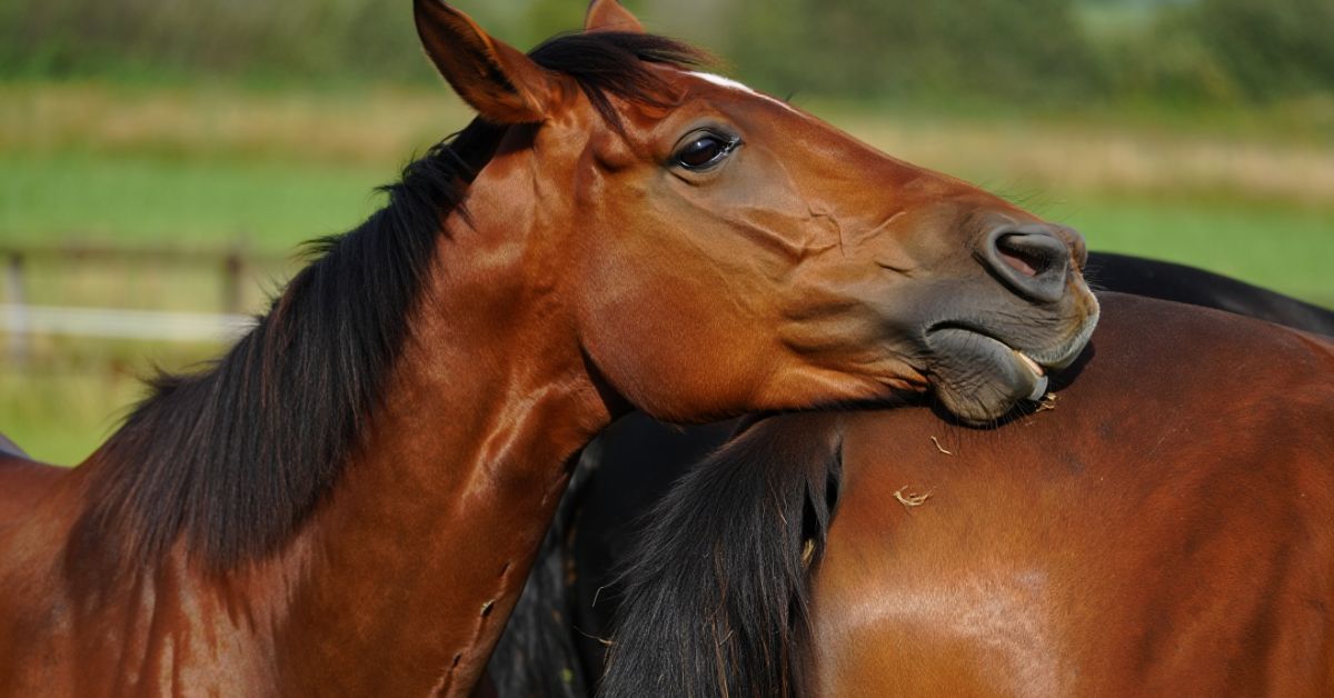 Why Do Horses Like Sugar Cubes