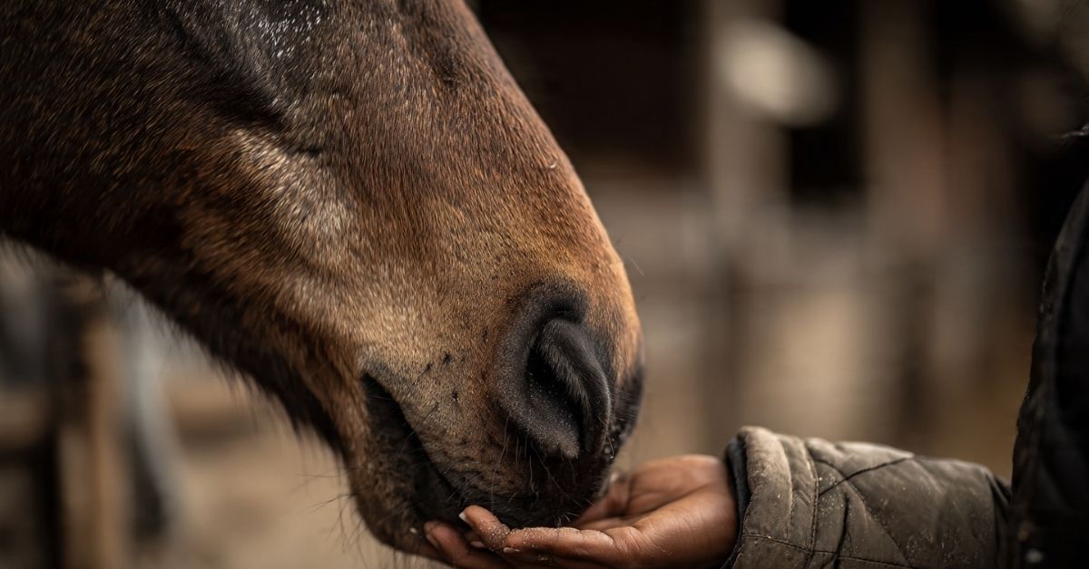 Why Do Horses Nibble on Clothes