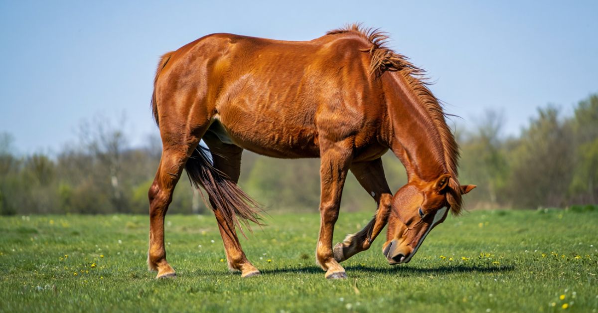 Why Do Horses Nod Their Heads