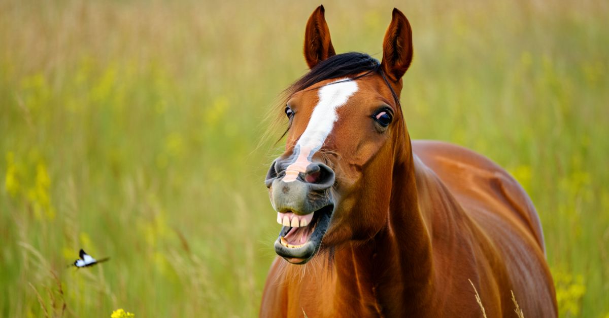 Why Do Horses Show Their Teeth