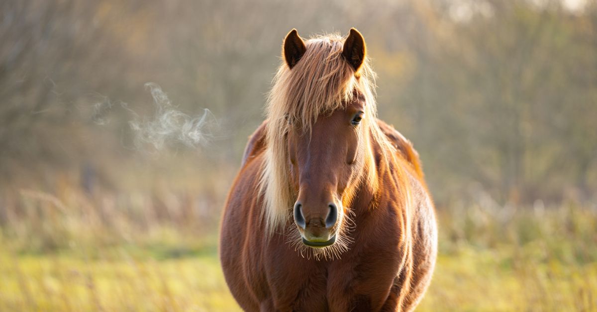 Why Do Horses Snort