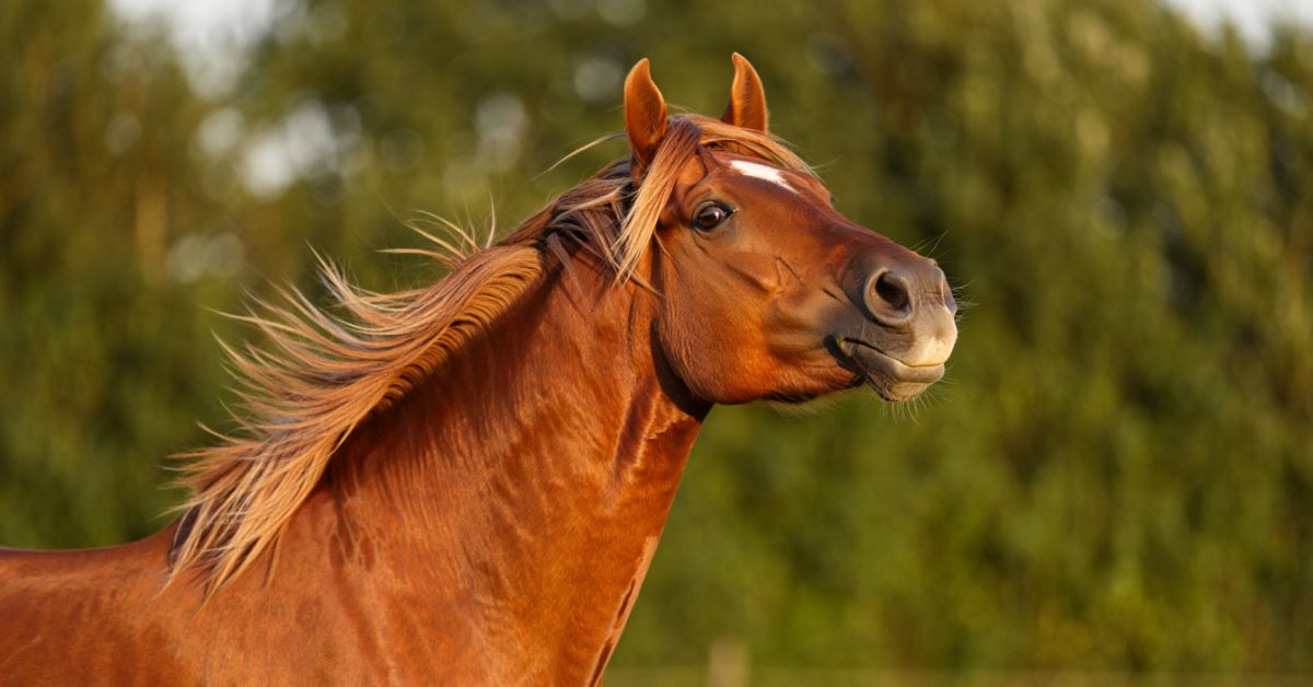 Why Do Horses Throw Their Heads