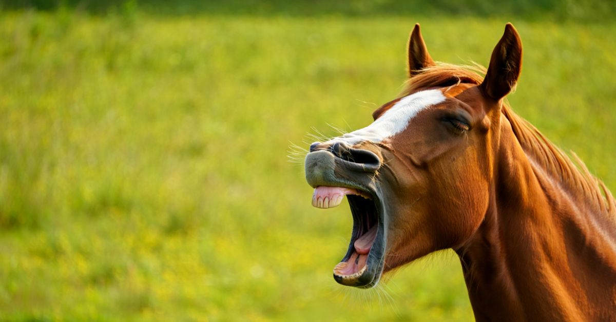 Why Do Horses Yawn