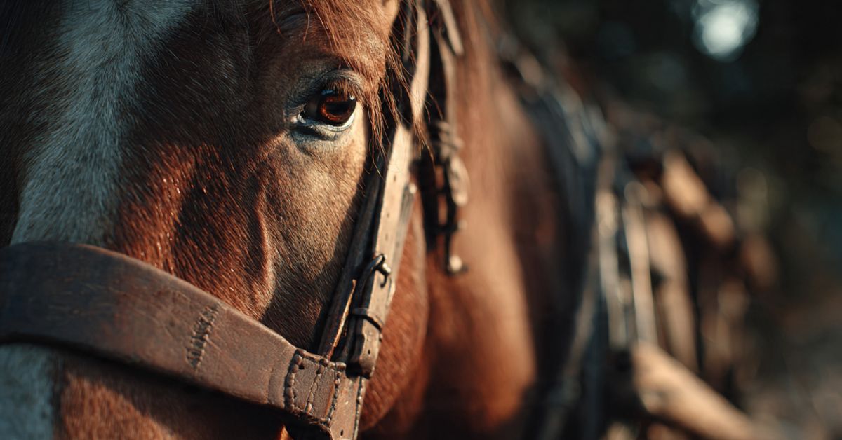 Why Do They Put Blinders on Horses