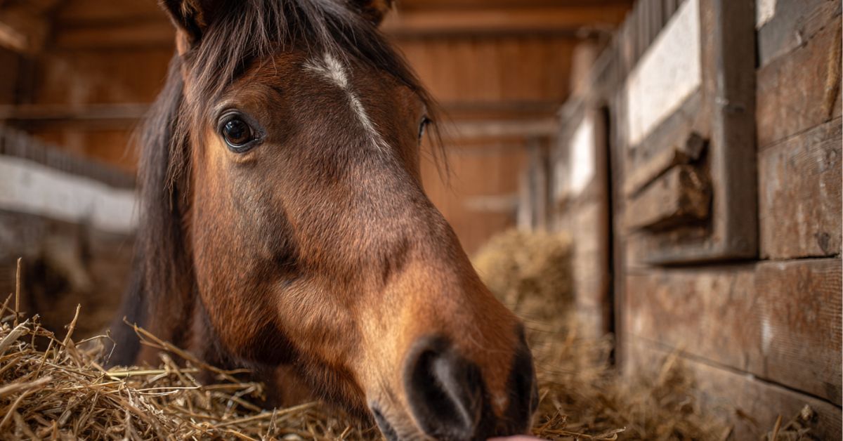 Why Does a Horse Bite