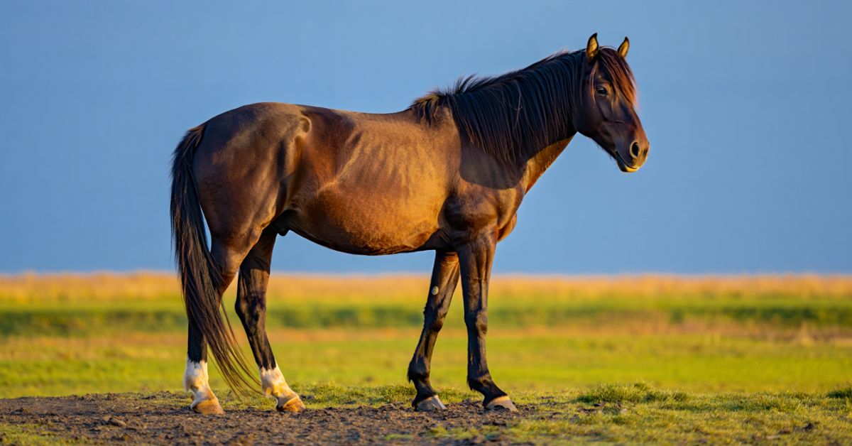 Why Don't Wild Horses Need Their Hooves Trimmed