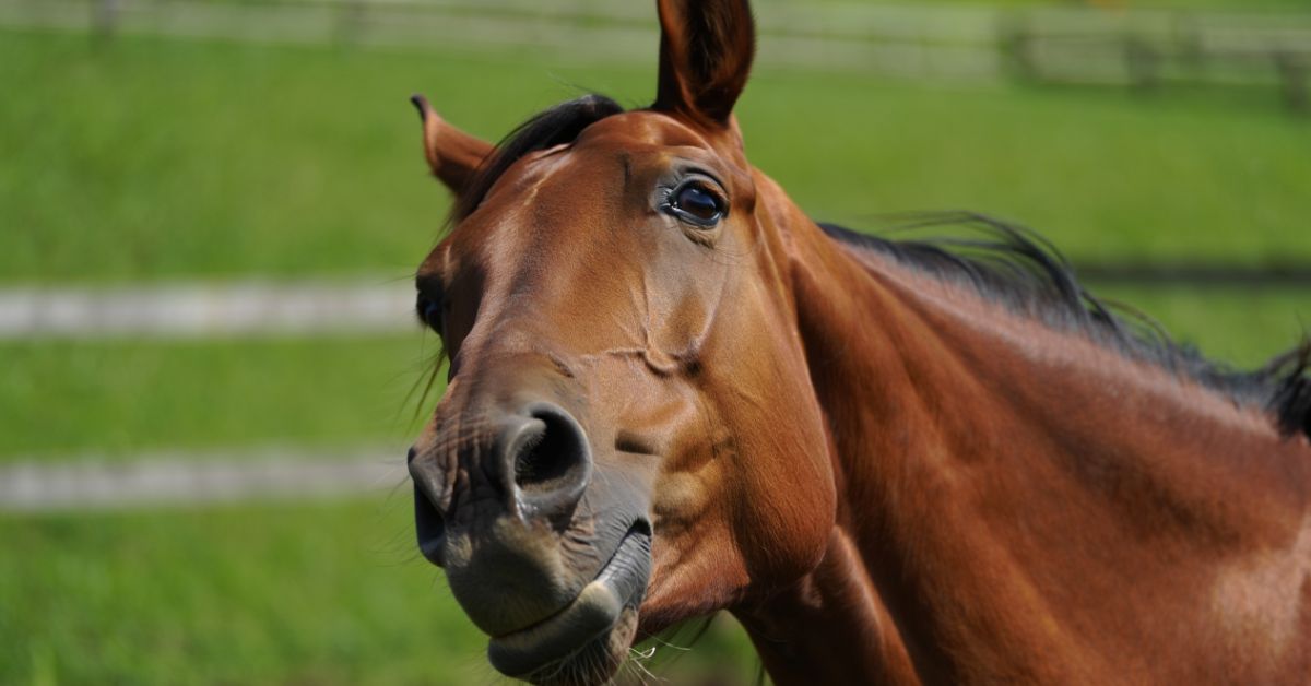 Why Is My Horse Coughing