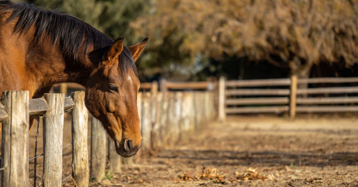 Why Is My Horse Eating Poop