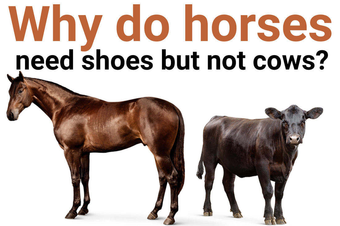 Why do horses need shoes but not cows?