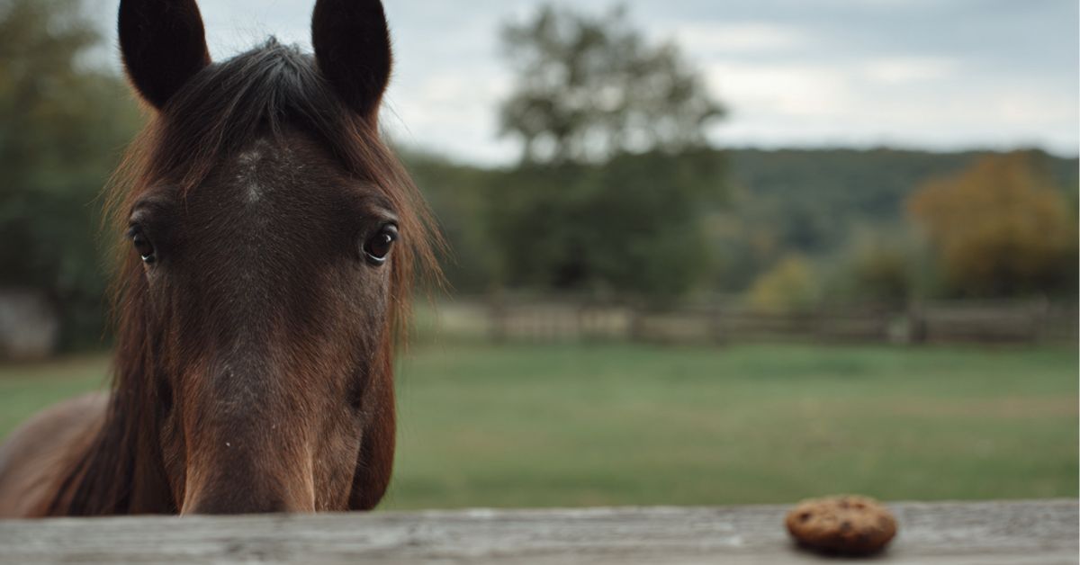 Will Horses Eat Meat
