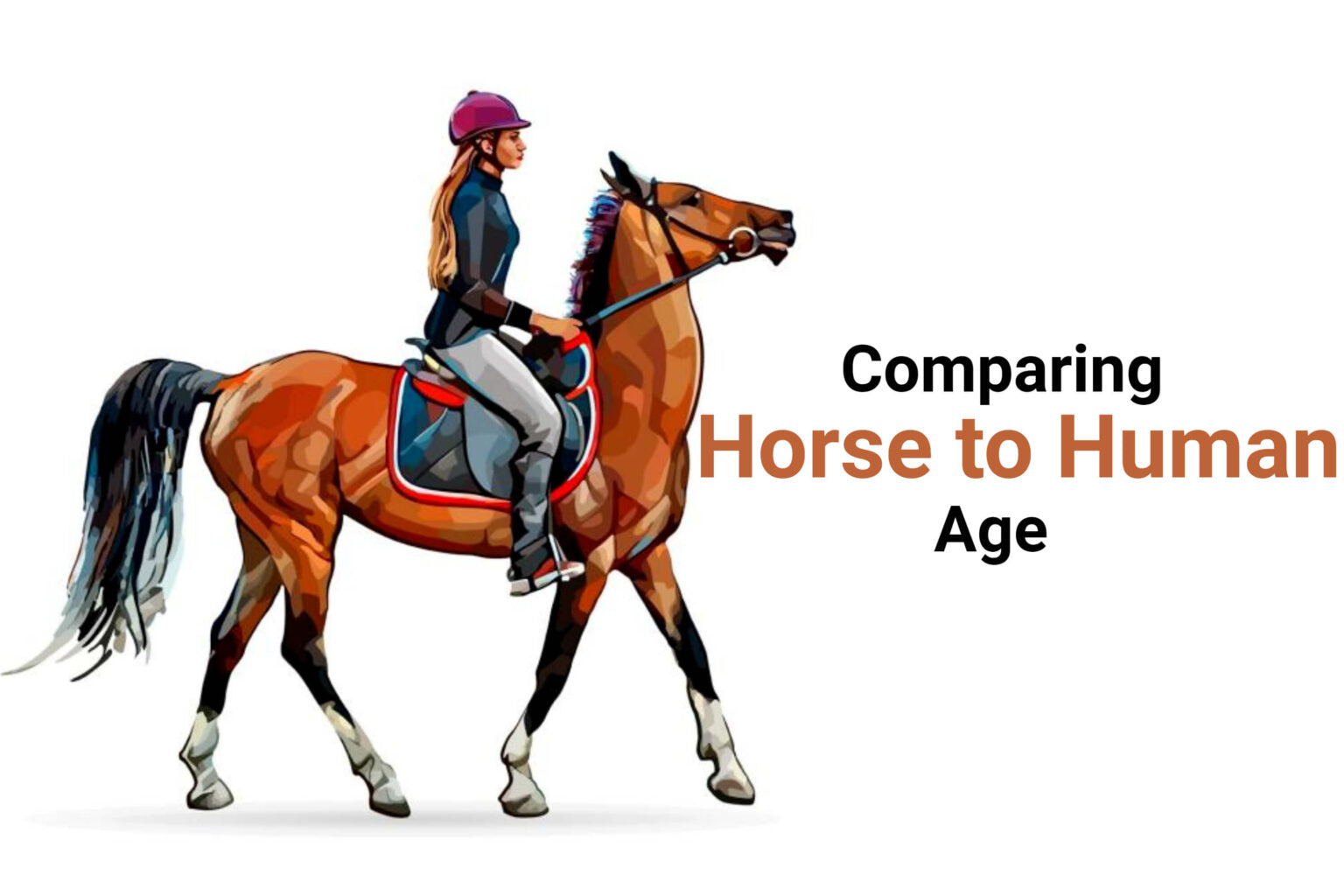 Horse years to human years