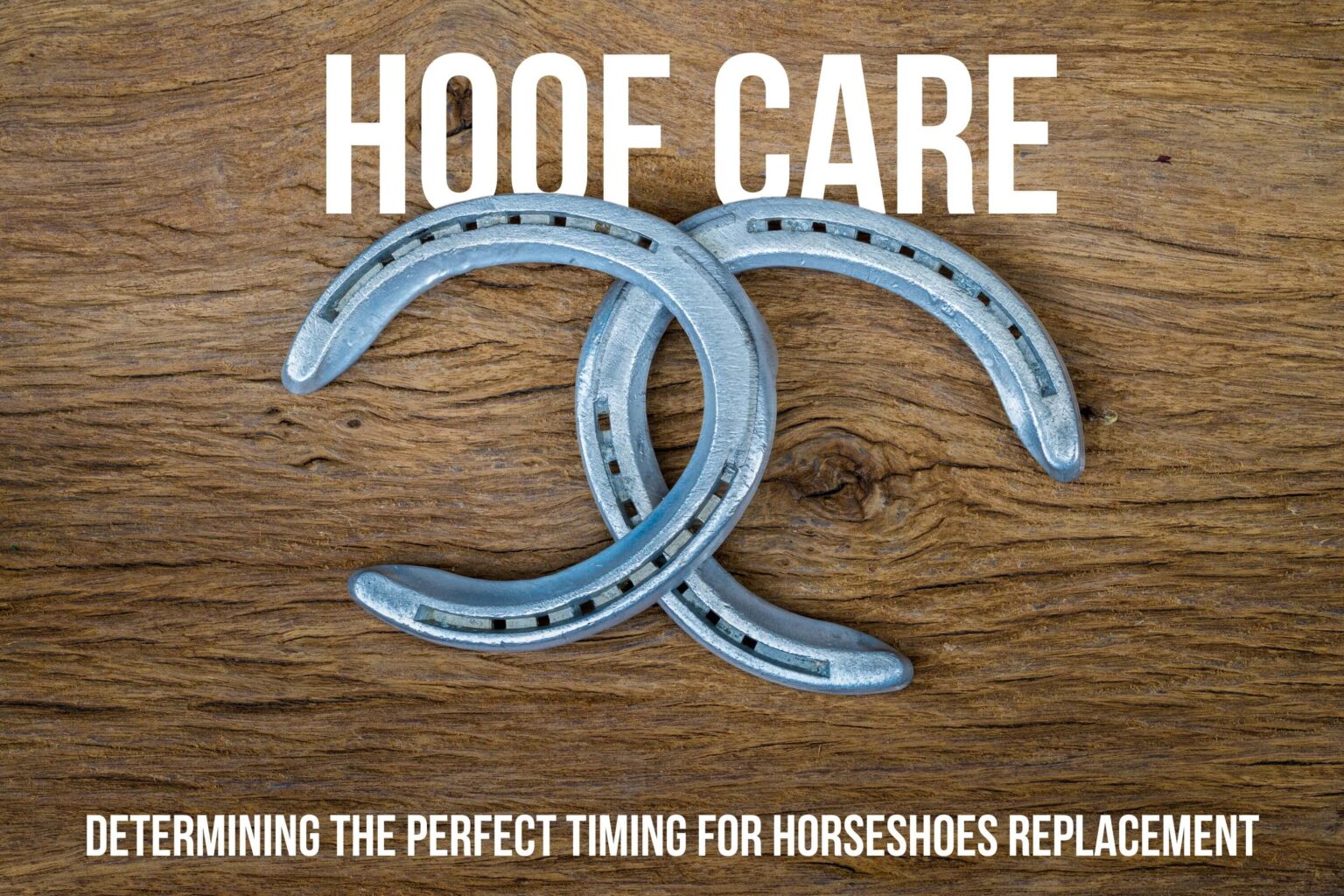 How often do Horses Need new Shoes
