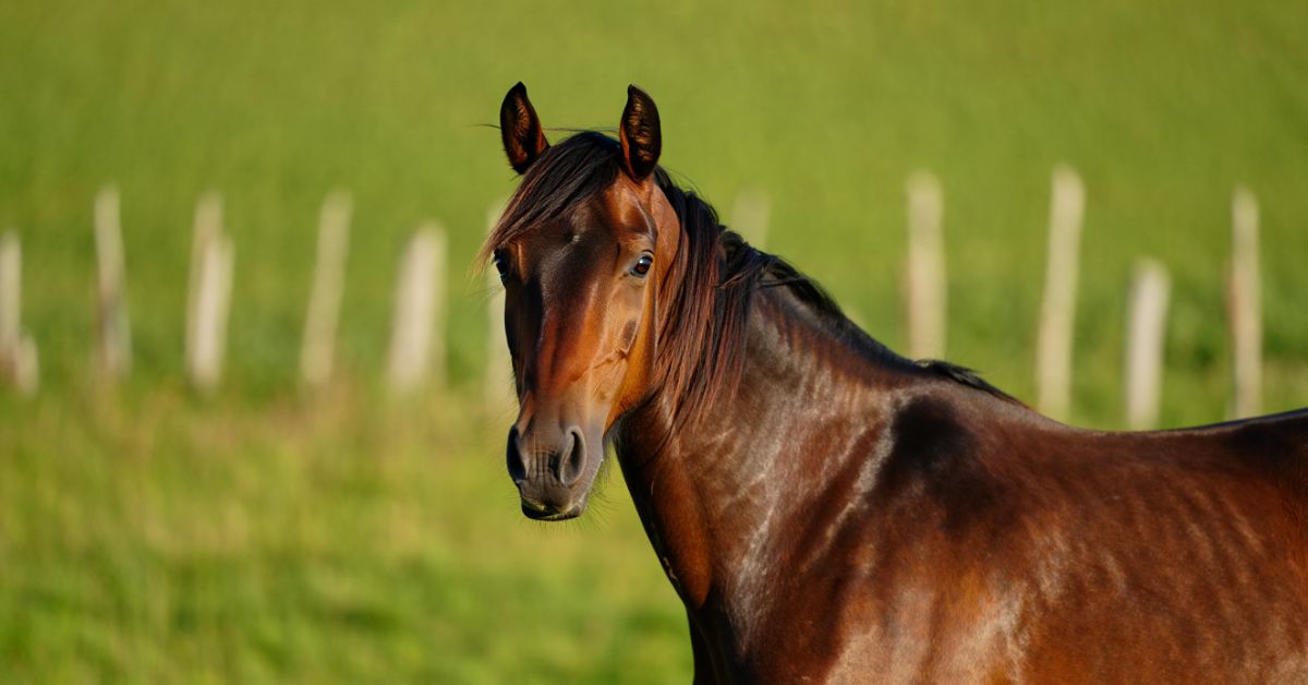 what is a grade horse