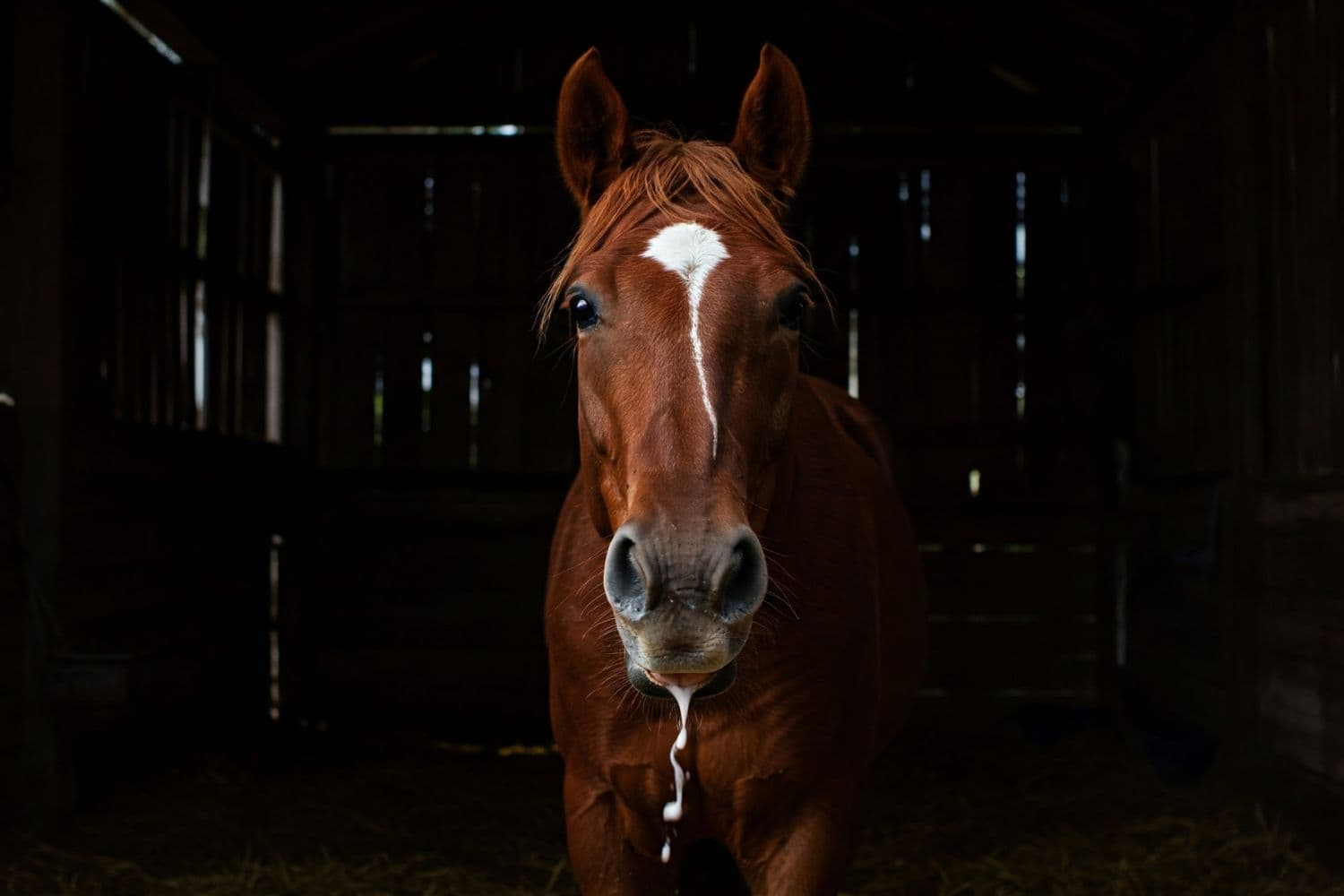 Can Horses Get Rabies