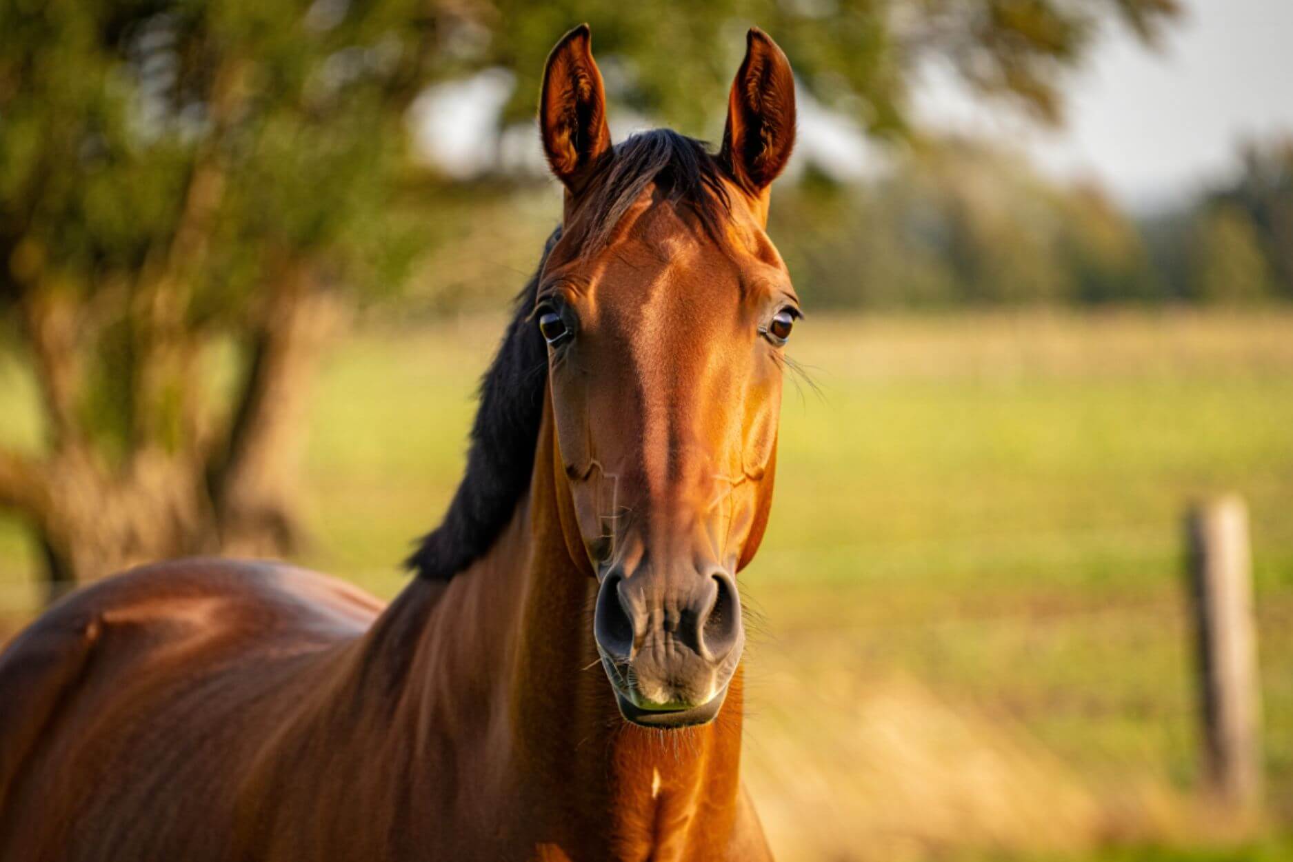 How Long Are Horses in Heat v