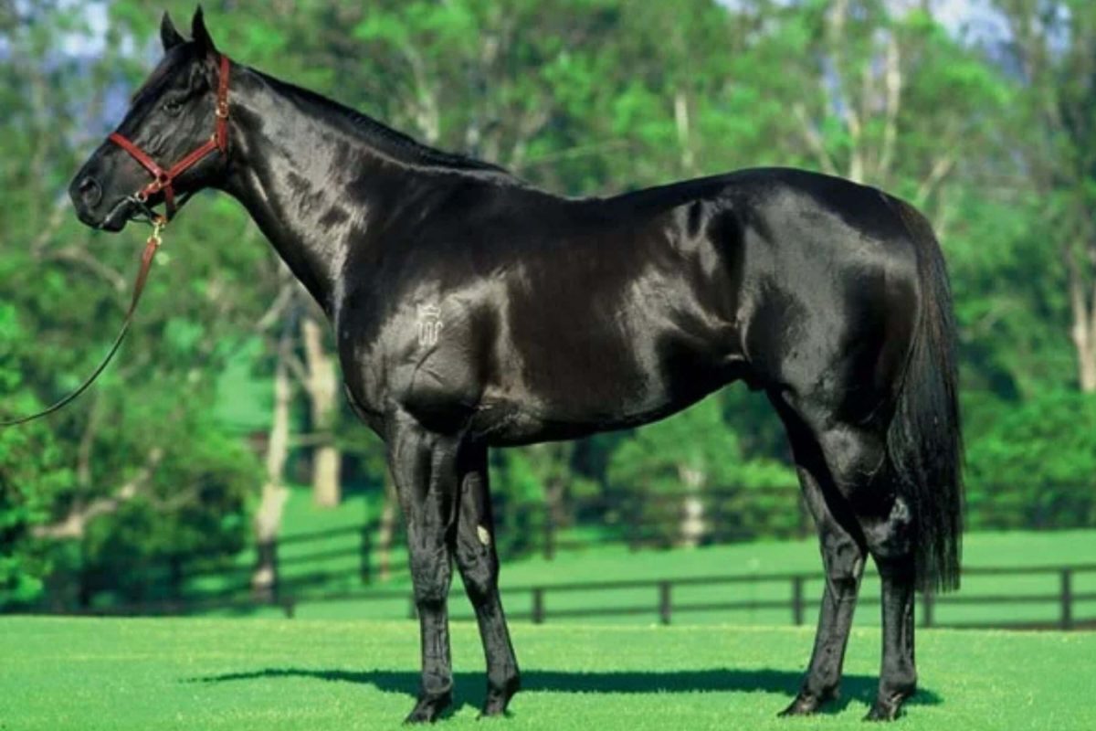 Thoroughbreds